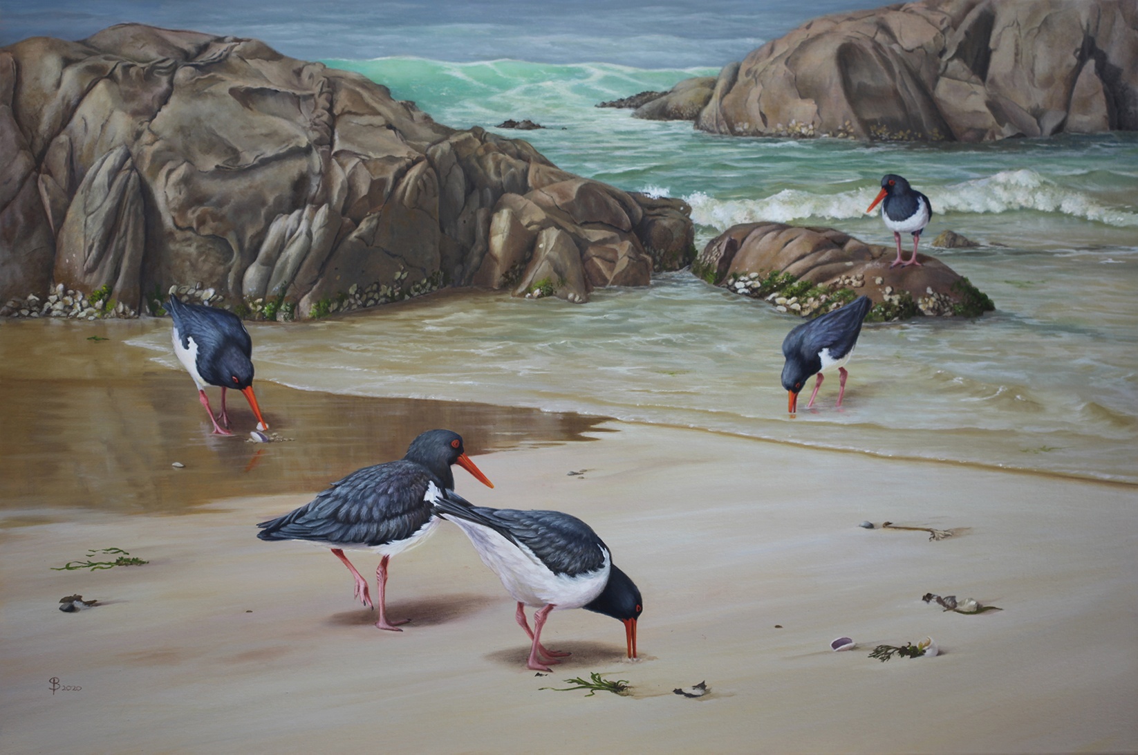 Rich-Pickings-Pied-Oystercatchers