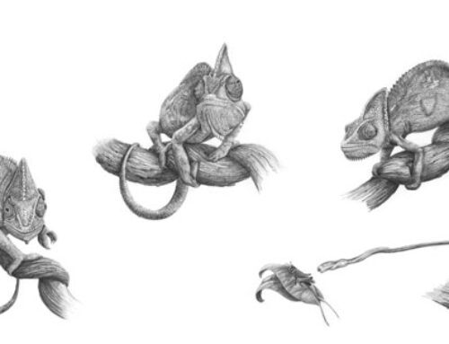 Chameleon Character Study