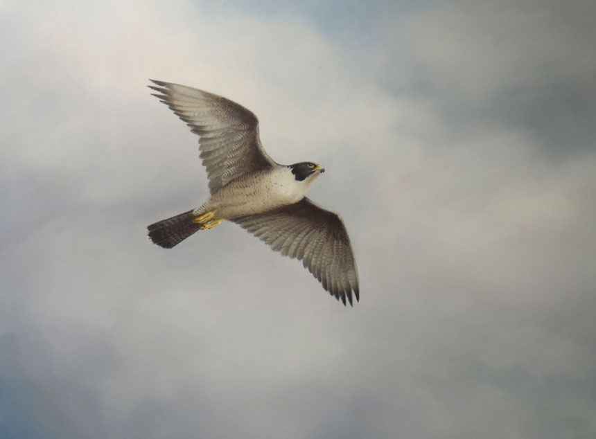 Peregrine-Cruising