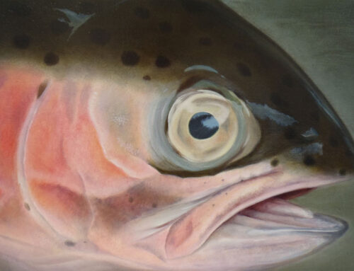 Rainbow Trout Eye