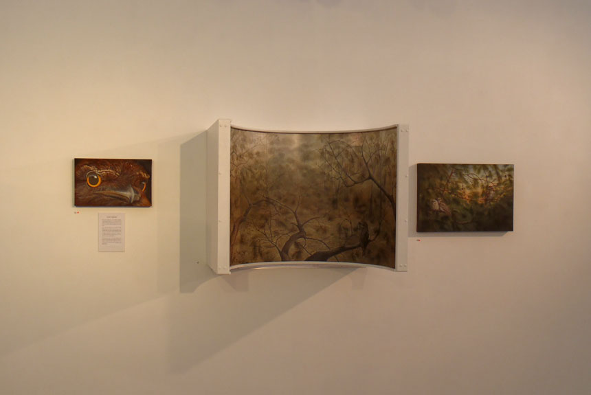 Tawny-Frogmouth-Installation-view