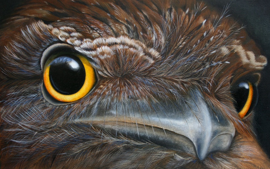 tawny frogmouth eye