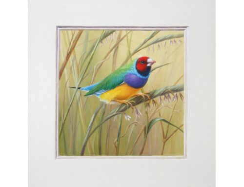 Duality (Gouldian Finches) Suite