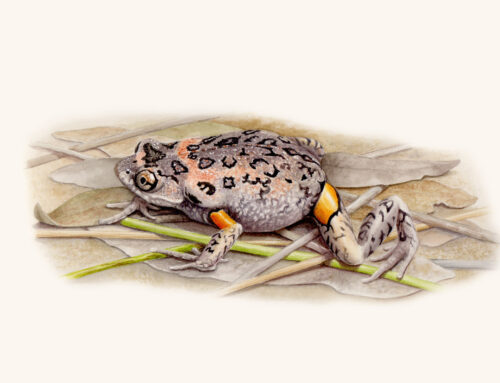 Mahoney’s Toadlet