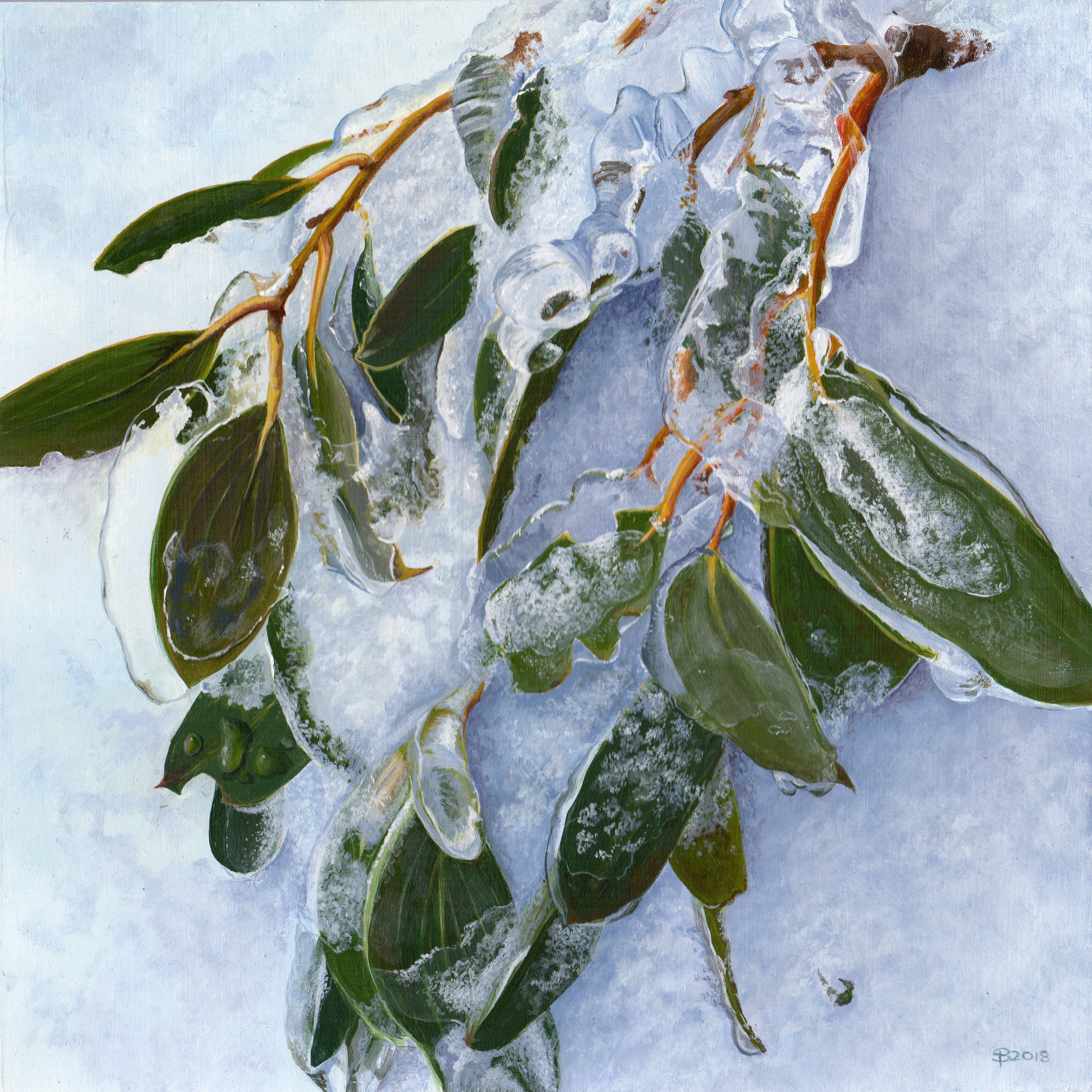 Perisher - Gumleaves In Snow