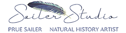 Sailer Studio Logo