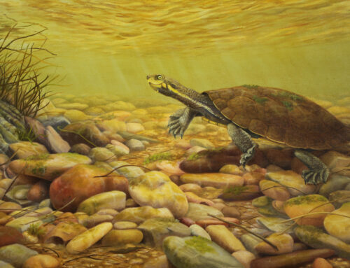 Manning River Turtle
